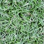 Dwarf Mondo Grass closeup