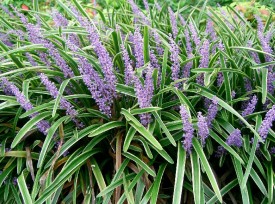 liriope muscari grass mondo border vs plant flower flowers similar variegated