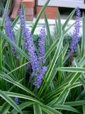 border grass