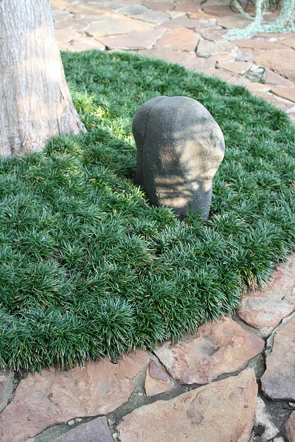 dwarf mondo grass around tree