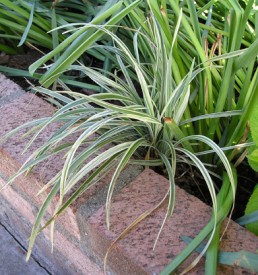 Liriope spicata