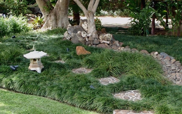 Mondo Grass Groundcover For The Yard And Garden